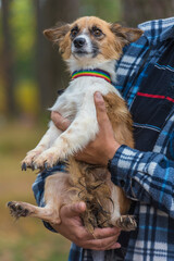 cute little white with red and black dog in arms