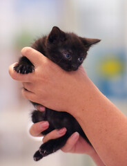 cute little black kitten in hands