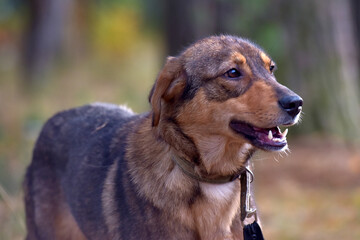 cute sad scared brown mongrel puppy