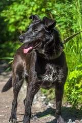 Obraz na płótnie Canvas black dog mongrel on a leash in summer