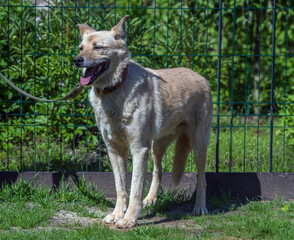 beige mongrel dog on a leash against a background of greenery in summer