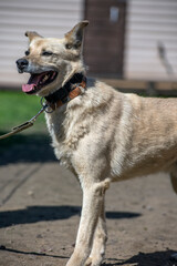 beige mongrel dog on a leash against a background of greenery in summer