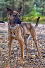 mongrel dog in the animal shelter waiting for the owners