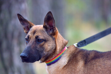 mongrel dog in the animal shelter waiting for the owners