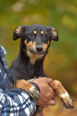 Fototapeta premium small dog in arms, mongrel in an animal shelter