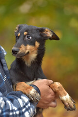 small dog in arms, mongrel in an animal shelter