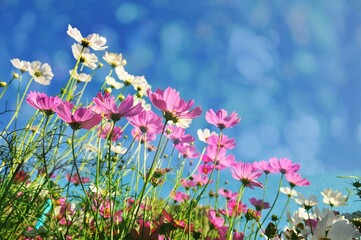 Beautiful pastel pink cosmos flowers blooming on bokeh overlay background.Overlay with bokeh
