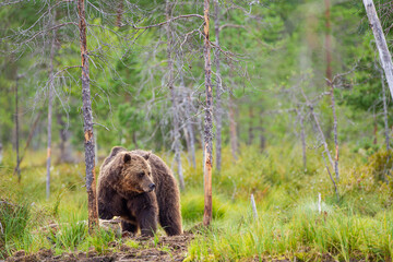 Obraz premium European Brown bear or Grizzly walks across the grasslands of Kuhmo Finland, Europe