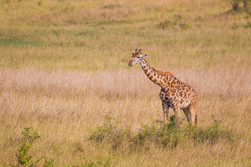 Maasai Giraffe grazing in the brown grass of the Masai Mara, Kenya