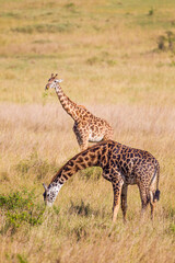 Naklejka na ściany i meble Maasai Giraffe grazing in the brown grass of the Masai Mara, Kenya