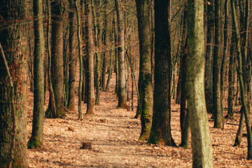 Obraz premium The forest full of trees on an autumn morning