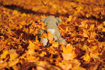 teddy bear sitting among the autumn foliage