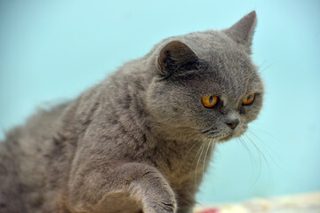 gray with orange eyes british cat