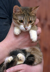 striped with white young cat in  arms