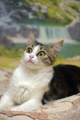 cute big-eyed fluffy brown and white cat