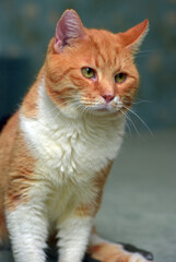 cat with a broken leg and a fixing structure on the paw