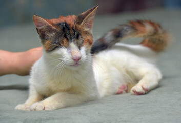 blind tricolor cat at animal shelter