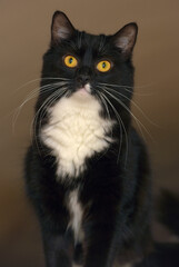 Fototapeta premium black with white breasts cat with orange eyes
