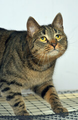 european shorthair cat on a light background