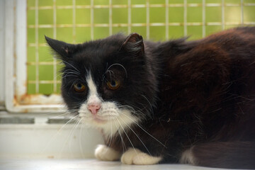 scared black and white domestic cat - 461030797