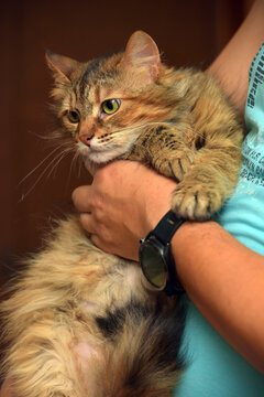 beautiful brown fluffy siberian cat in hands