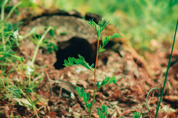 The tree grows in the middle of the forest