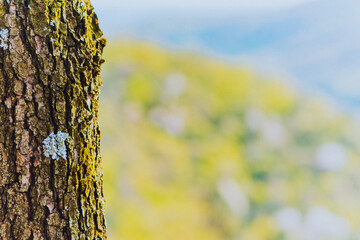 The tree in the forest