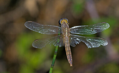 Scarlet Dragonfly - Crocothemis erythraea, Crete 
