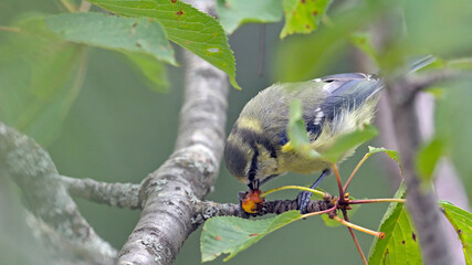 Eurasian Blue Tit (Cyanistes caeruleus), Greece