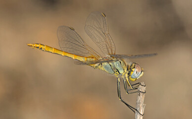 Red-veined Darter - Sympetrum fonscolombii, Crete 