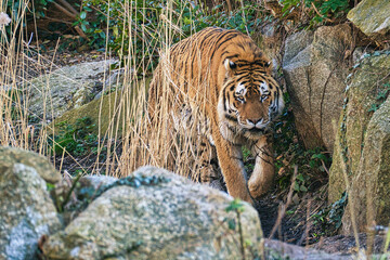 siebirian tieger at berlin zoo. these animals are threatened with extinction