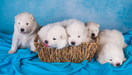 Five small one month old cute white Samoyed puppies dogs in a gift box