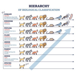 Classification of living things as biological hierarchy outline diagram. Labeled educational scheme and wildlife organisms order from species to domain vector illustration. Zoology animal arrangement - obrazy, fototapety, plakaty