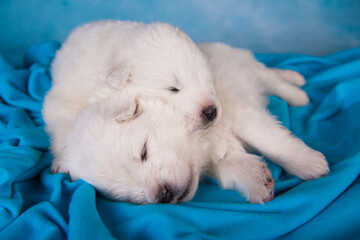 Two white Samoyed puppies are sleeping in a blanket