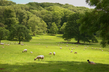 Fototapeta na wymiar Sheep grazing in the English countryside.