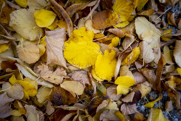 Yellow leaf in the grass