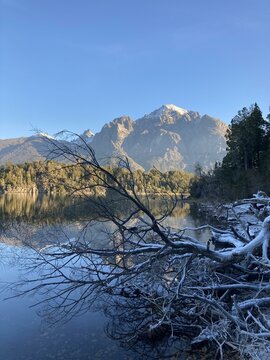 Fallen tree at the edge of a glacial lake, Bariloche, Patagonia, Argentina
