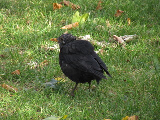 Amsel im Gras