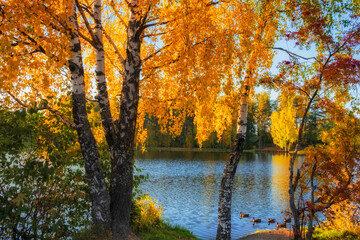 Fototapeta na wymiar Autumn colorful beautiful landscape. Forest lake surrounded by bright trees on a colorful sunny day