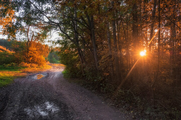 Winding road in a beautiful autumn forest in a sunny sunset