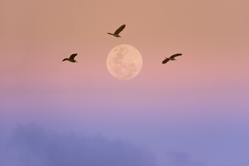 Fototapeta premium Full moon with birds in the sky.