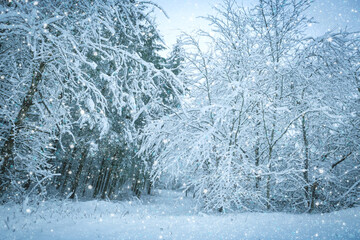 Christmas background. Winter trees in forest covered with snow.