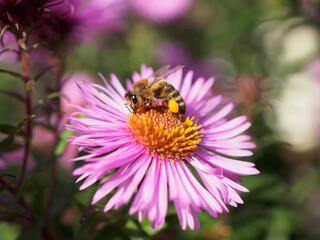 Pszczoła zbierająca pyłek - obrazy, fototapety, plakaty