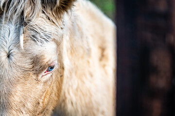 Portrait en gros plan d'un cheval &agrave; la robe clair et &agrave; l'oeil bleu