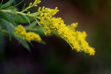 Bright and Yellow Wild Flowers