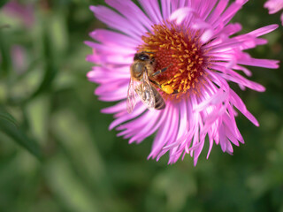 Pszczoła zbierająca pyłek na kwiatku