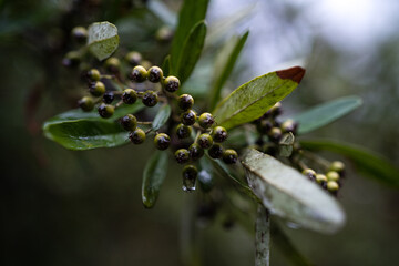 small green fruits hanging from branch with dew on, Catalonia, Spain