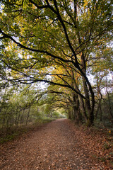 Obraz premium Sentier au cœur d'un forêt