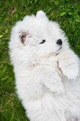 Samoyed puppy dog top view on the green grass