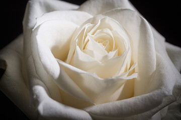 Gros plan d'une rose blanche sur fond noir